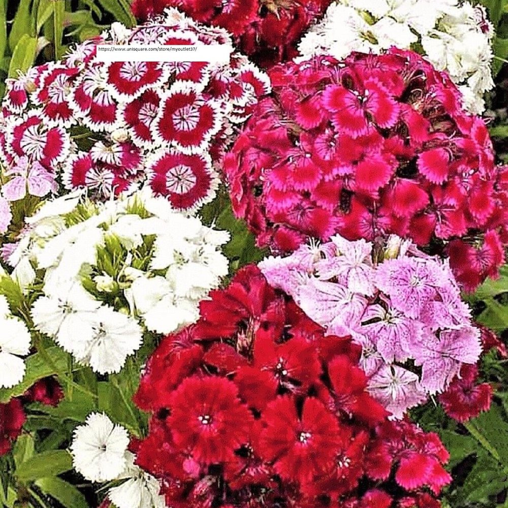 Sweet William Dianthus Seeds - Flower Seeds - BOGO